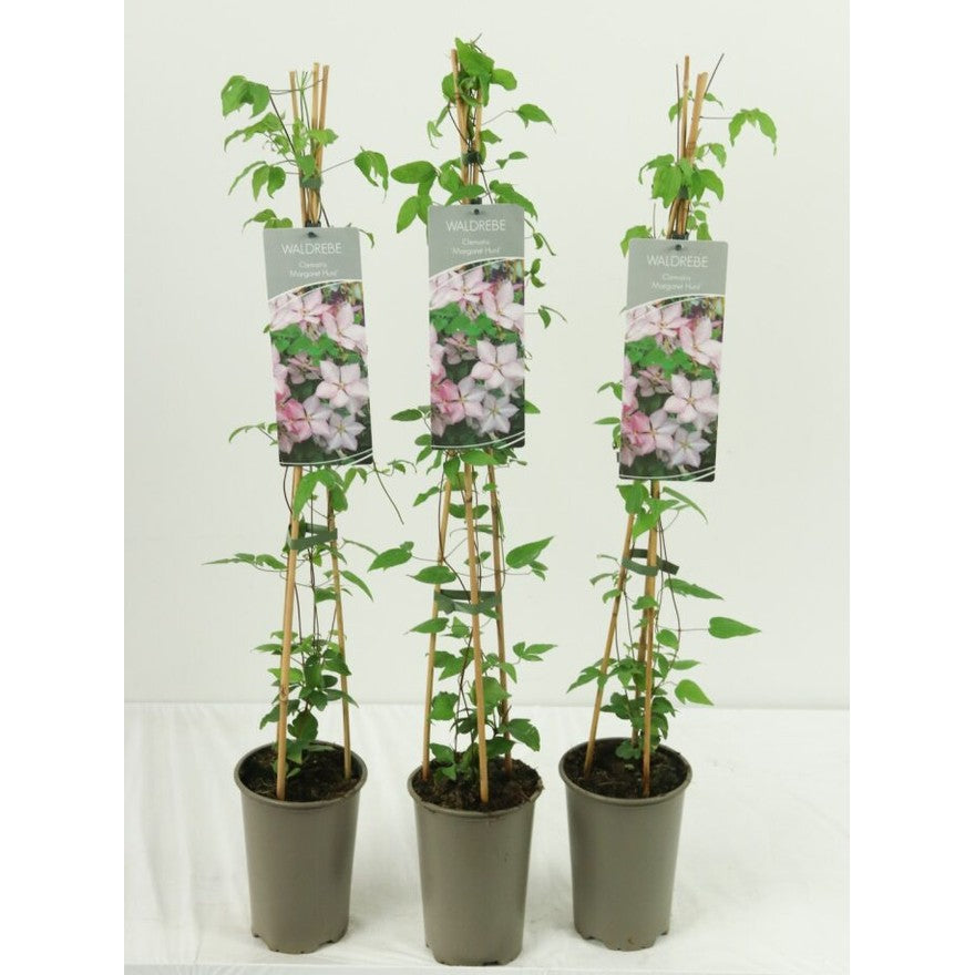 Klematis – Clematis 'Margaret Hunt' - C2 60-80 CM Stick